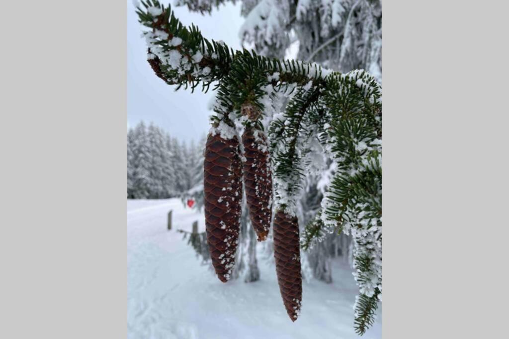 Zeit Fuer Dich Am Bergelchen, Winterberg 아파트 외부 사진